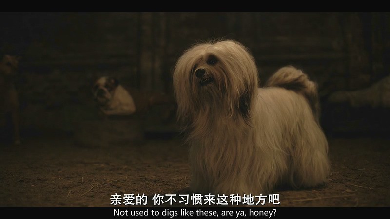 2019动画喜剧《小姐与流浪汉》HD720P.英语中英双字截图